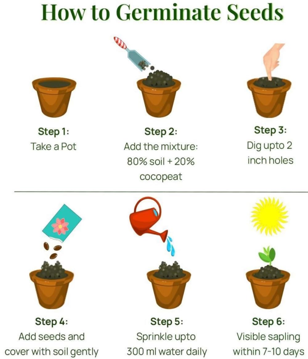 Low-Maintenance Hybrid Flower Seeds Combo