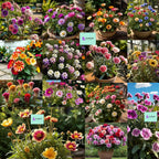 Low-Maintenance Hybrid Flower Seeds Combo