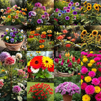 Low-Maintenance Hybrid Flower Seeds Combo