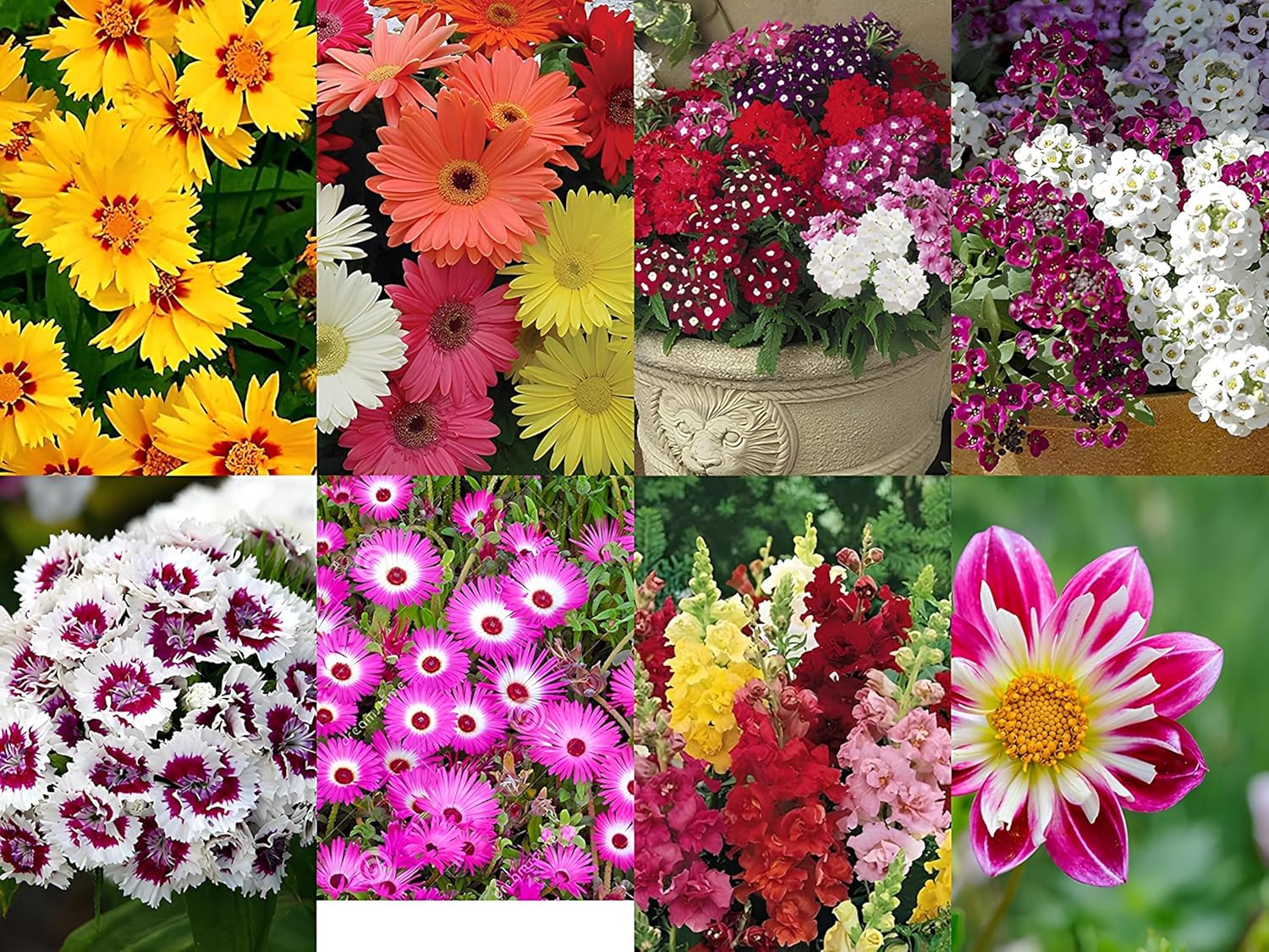 Low-Maintenance Hybrid Flower Seeds Combo