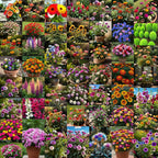 Low-Maintenance Hybrid Flower Seeds Combo