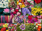 Low-Maintenance Hybrid Flower Seeds Combo